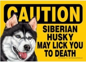 Funny Dog Sign Caution Siberian Husky magnet  